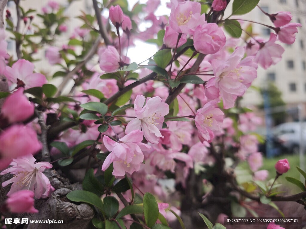 海棠花