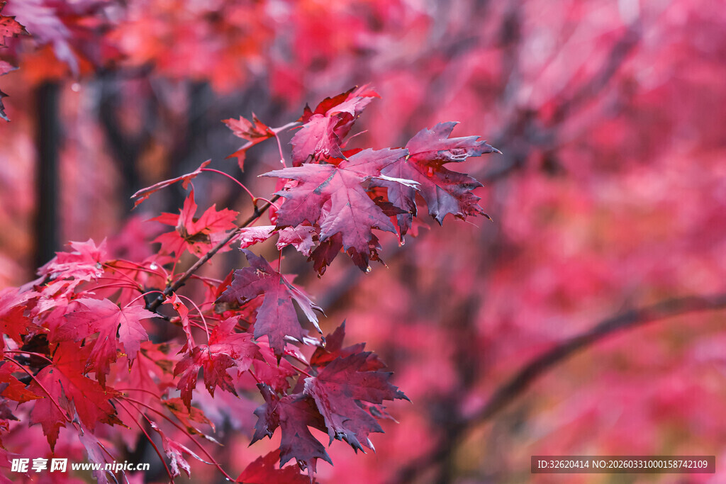 秋日红枫叶景
