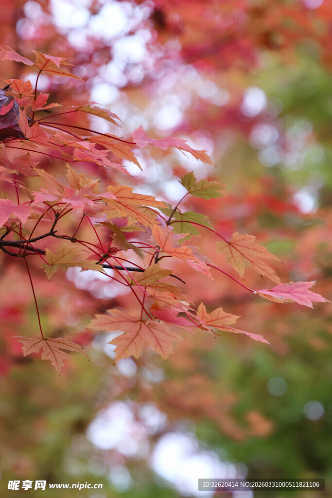 秋日红枫叶景