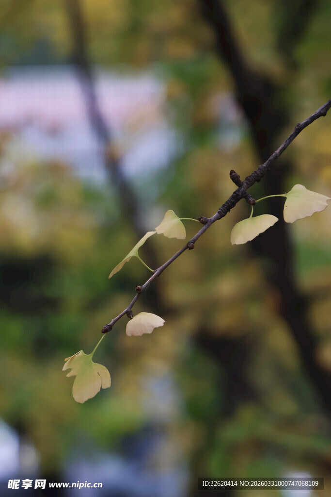 银杏枝头