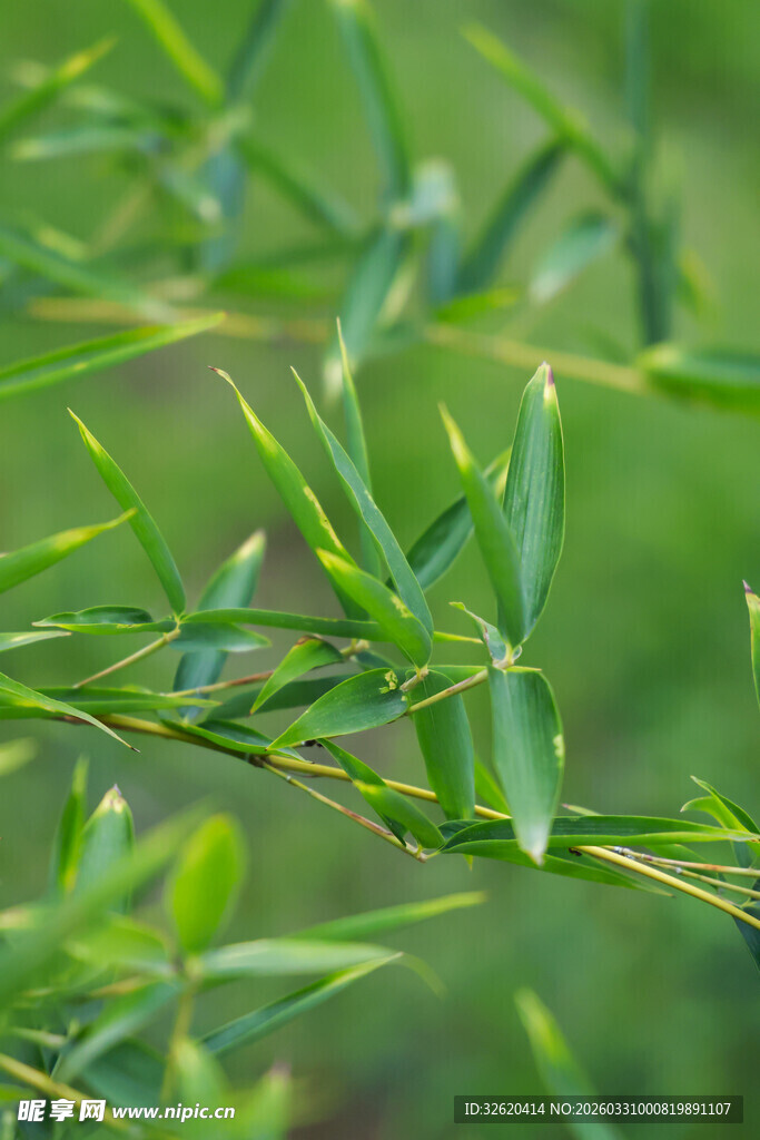 嫩绿竹叶