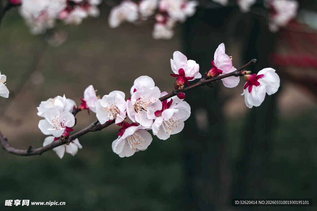 枝头绽放的娇艳粉白花朵