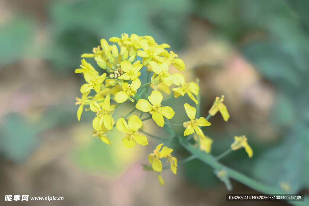 油菜花