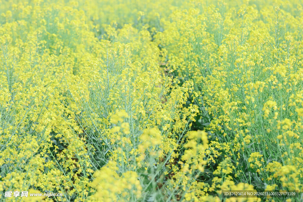 金黄油菜花田