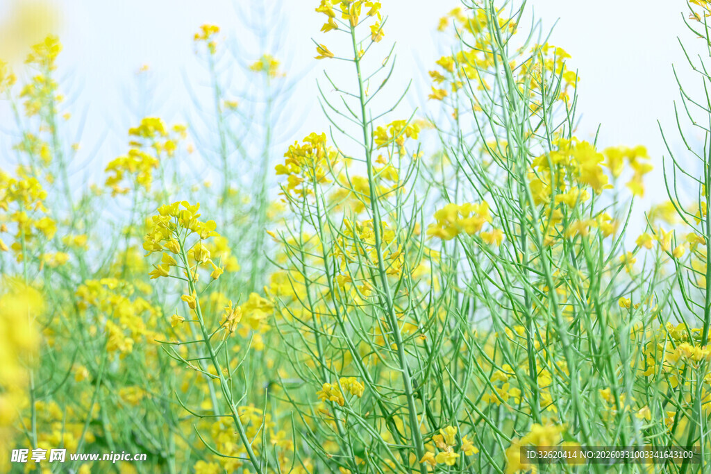 春日油菜花田美景