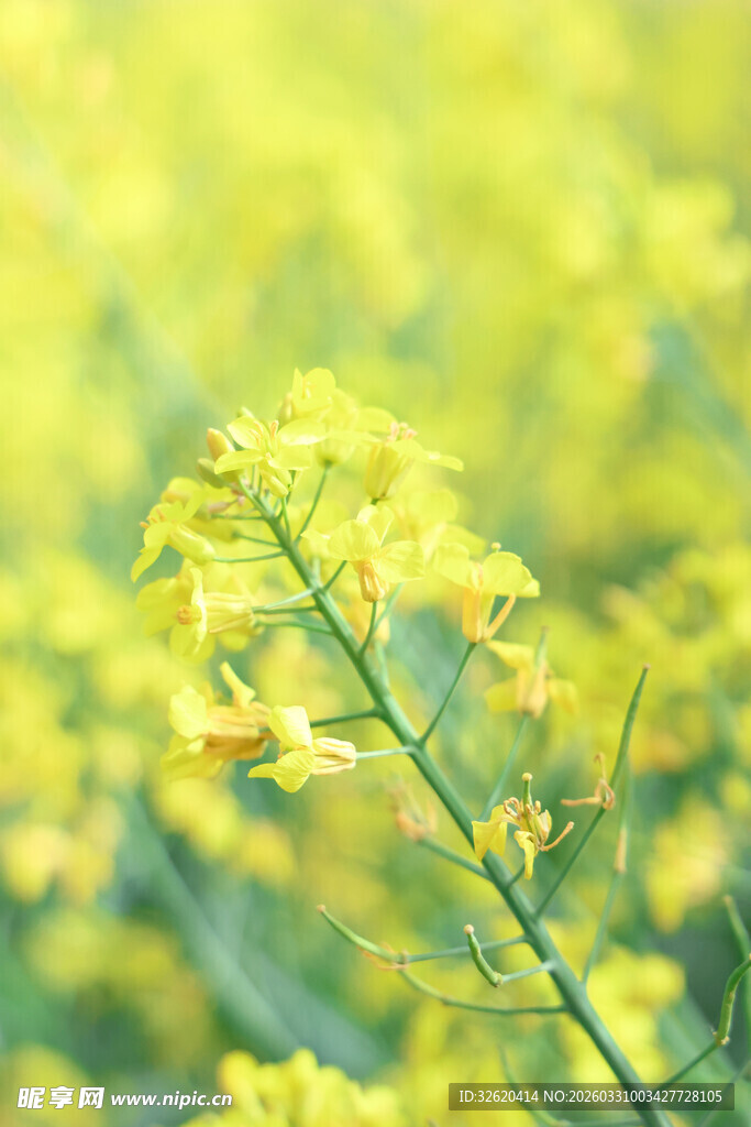 金黄油菜花