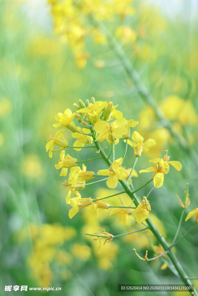 金黄油菜花
