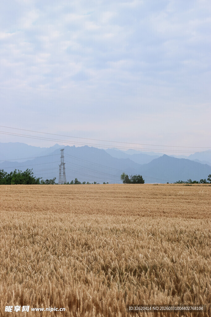 金黄麦野