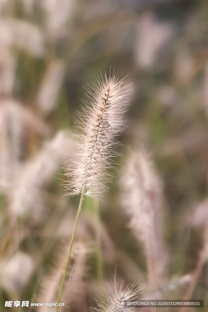 轻柔狗尾草
