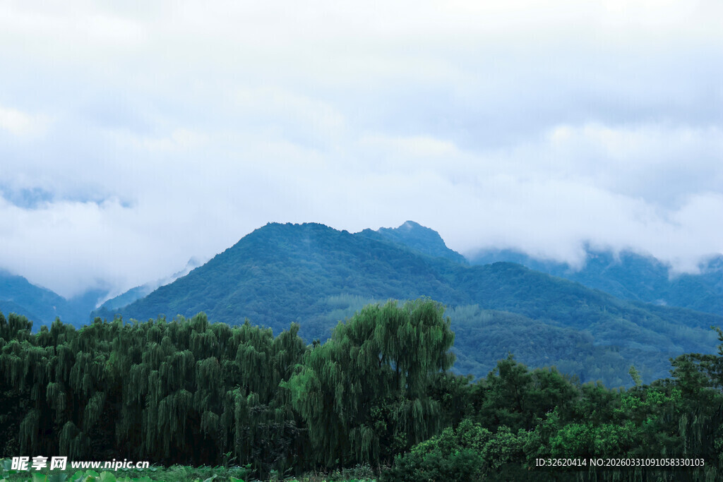 云雾缭绕的山林美景
