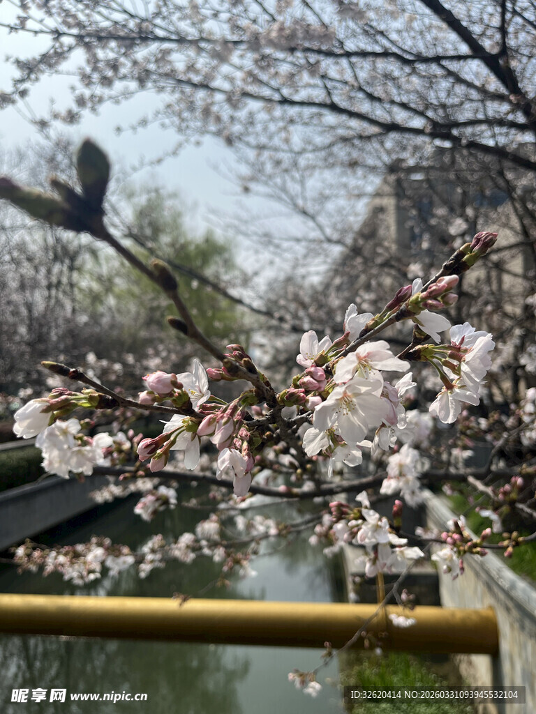 河畔盛开的烂漫樱花
