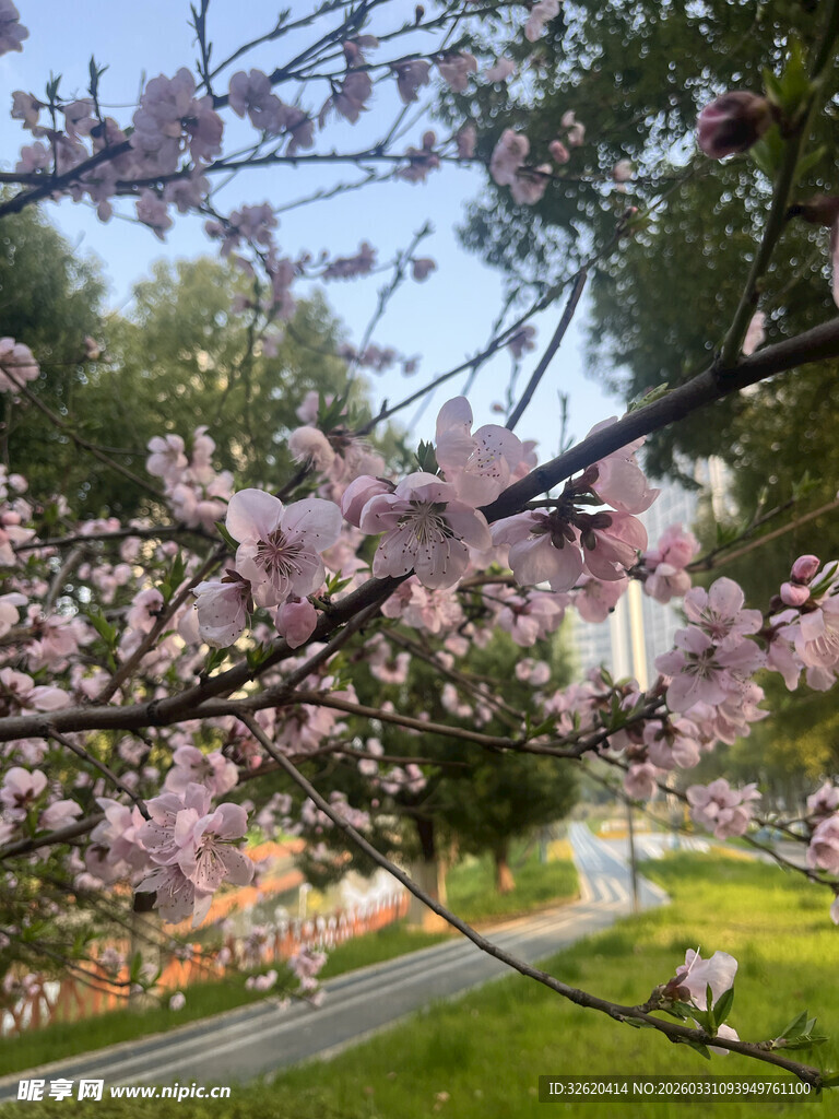 春日烂漫樱花绽放美景