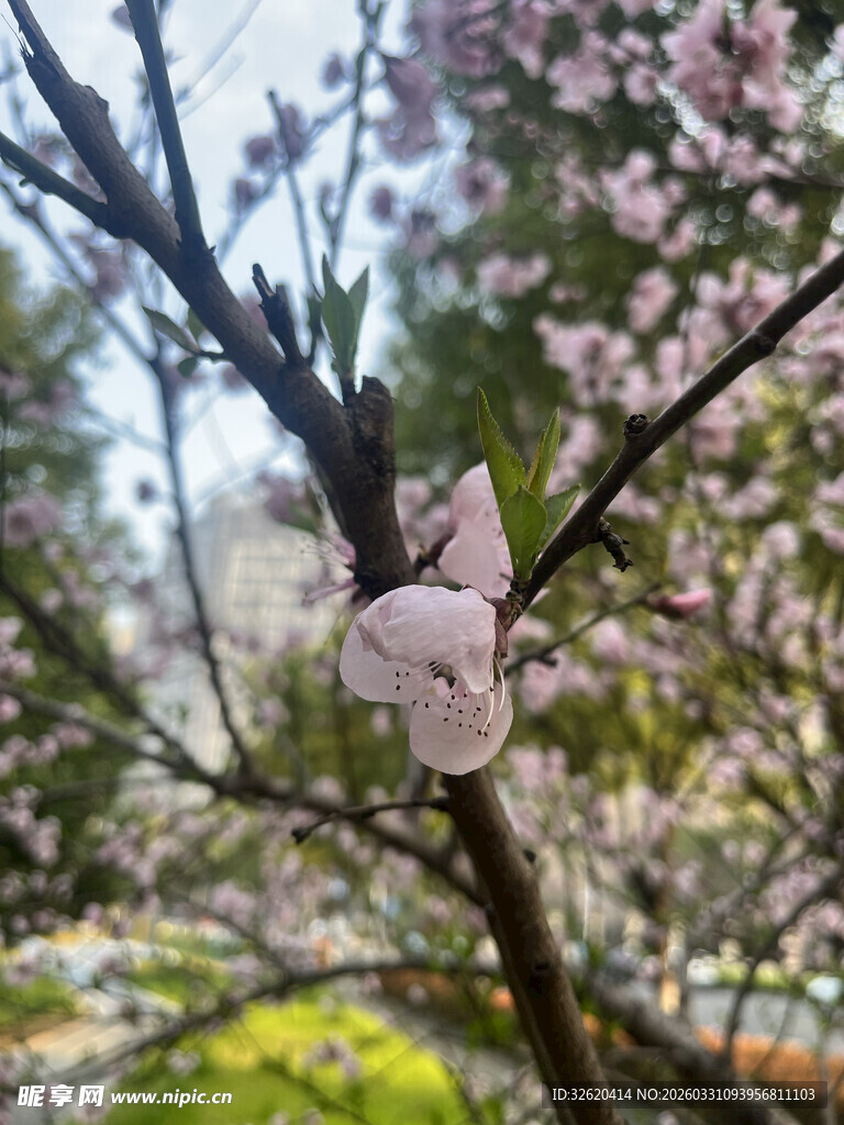 枝头绽放的粉嫩桃花