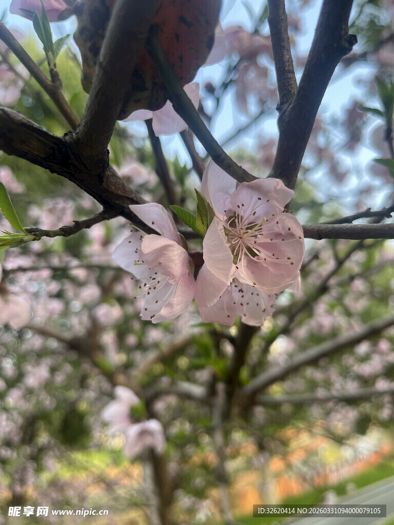 枝头绽放的粉嫩樱花