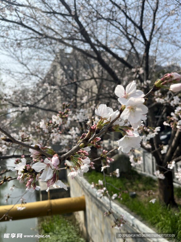 春日河畔盛开的烂漫樱花