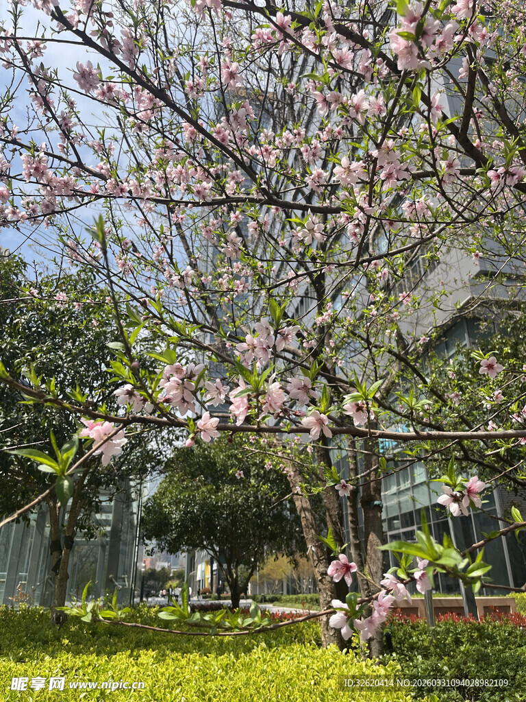 春日繁花盛开的庭院景观