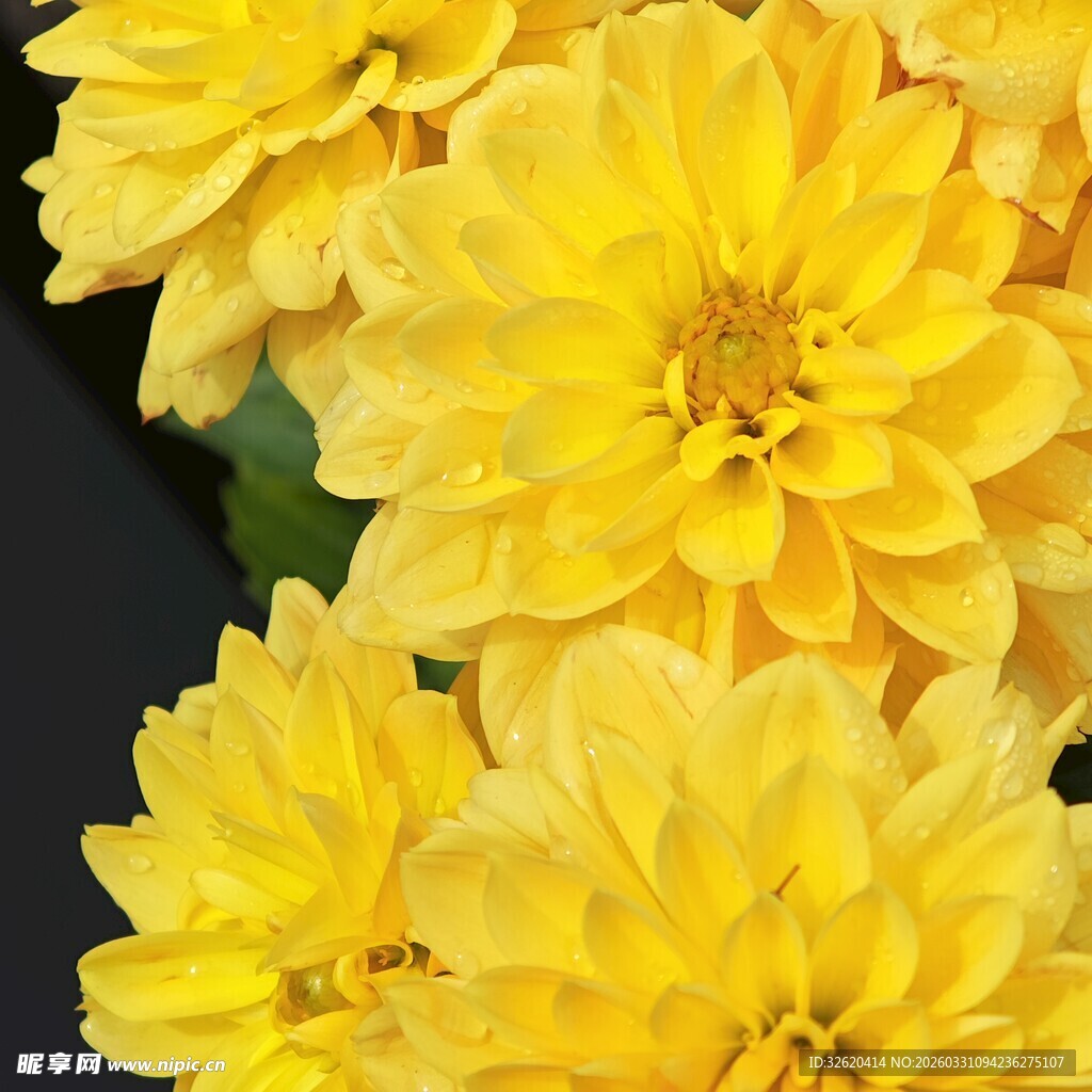 黄色大丽花