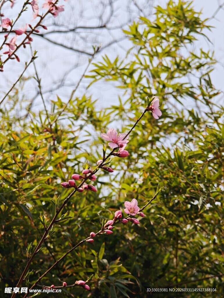 春日繁花绿植景观