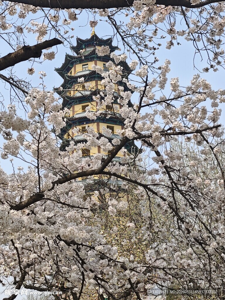 樱花掩映下的古塔