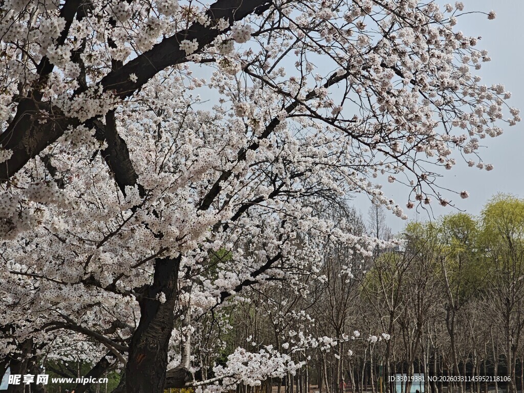 春日盛开的烂漫樱花树