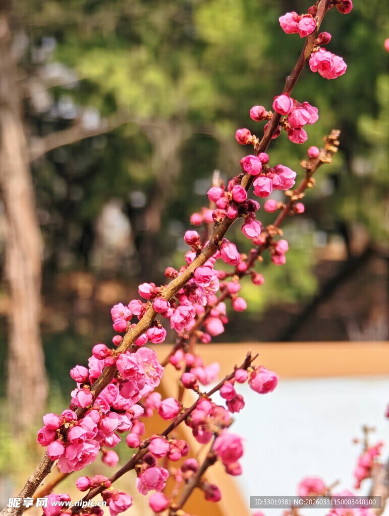 枝头绽放的娇艳粉色梅花