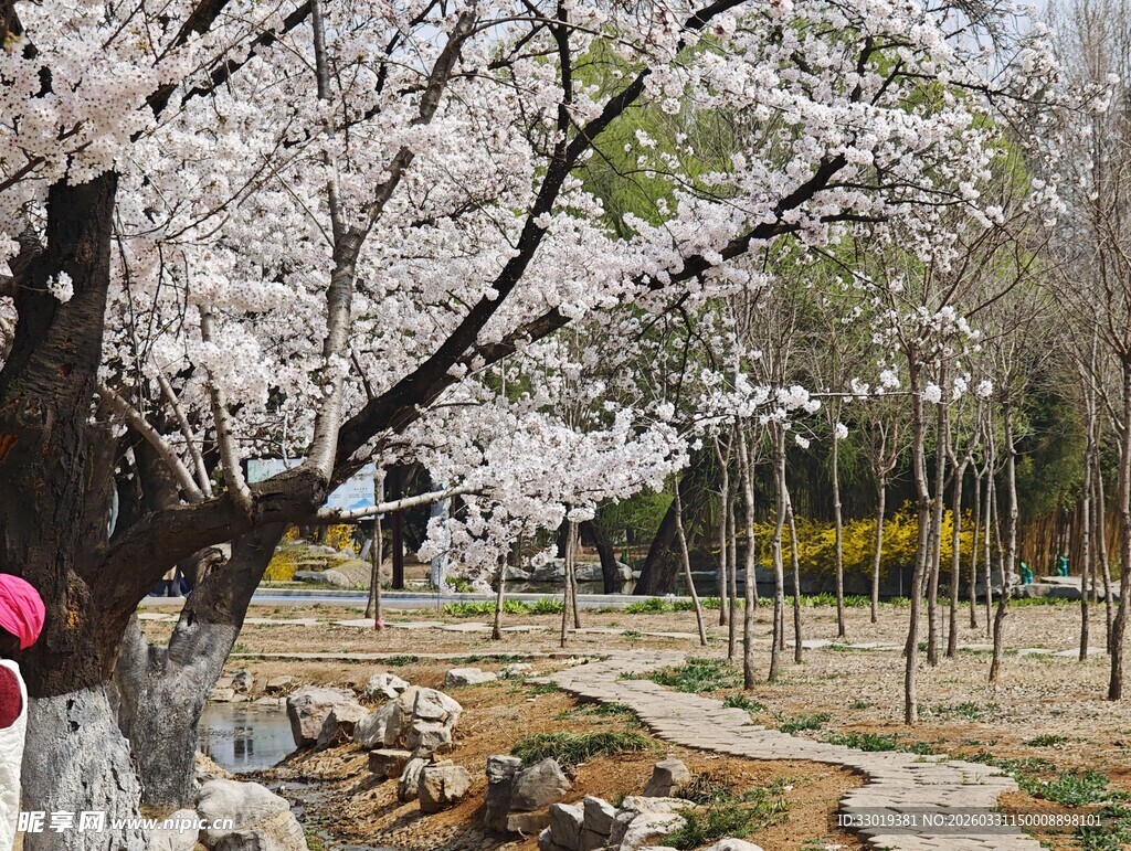 春日烂漫樱花树下的景致