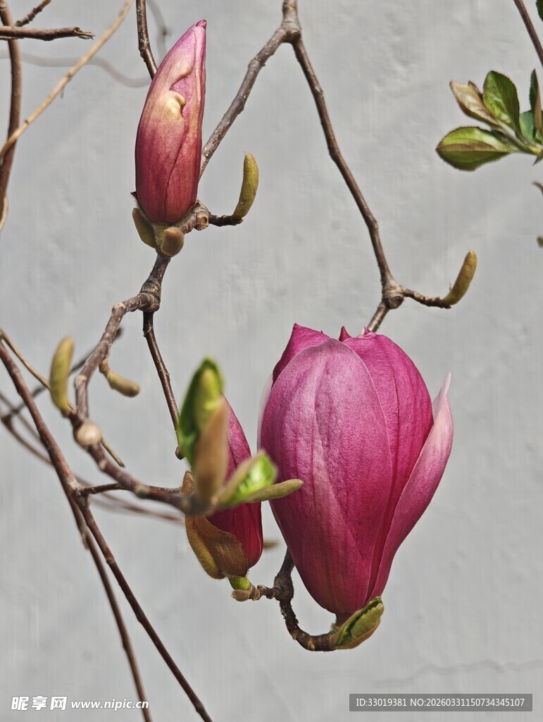 玉兰花苞绽放枝头