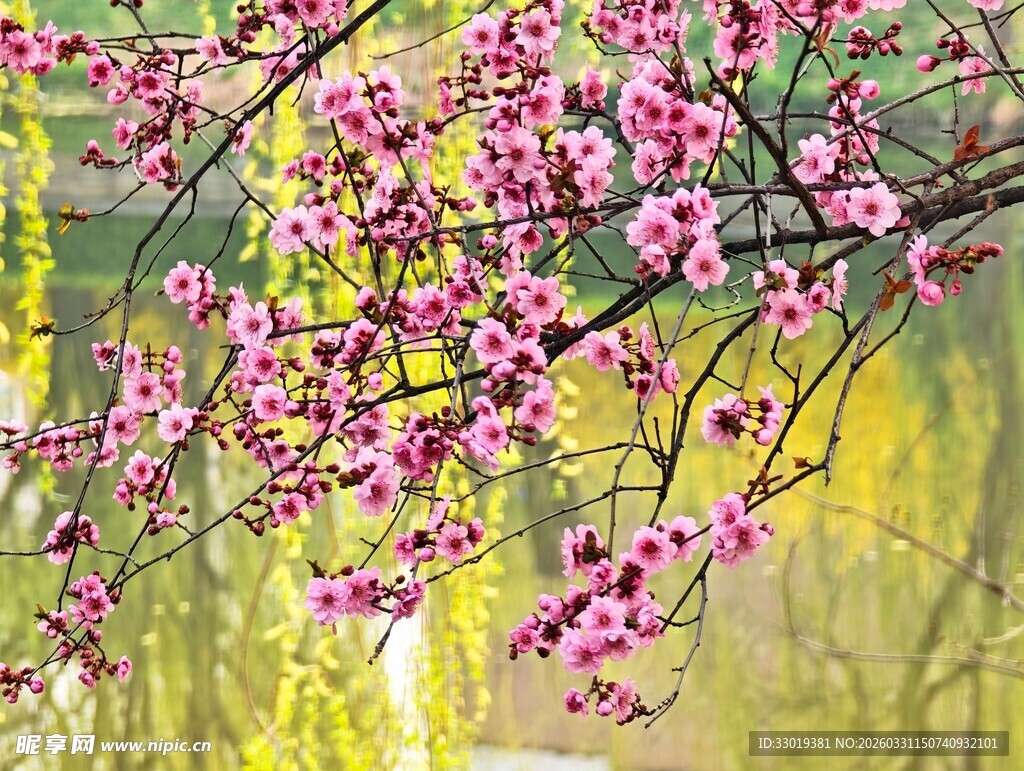 春日绽放的娇艳粉嫩花枝