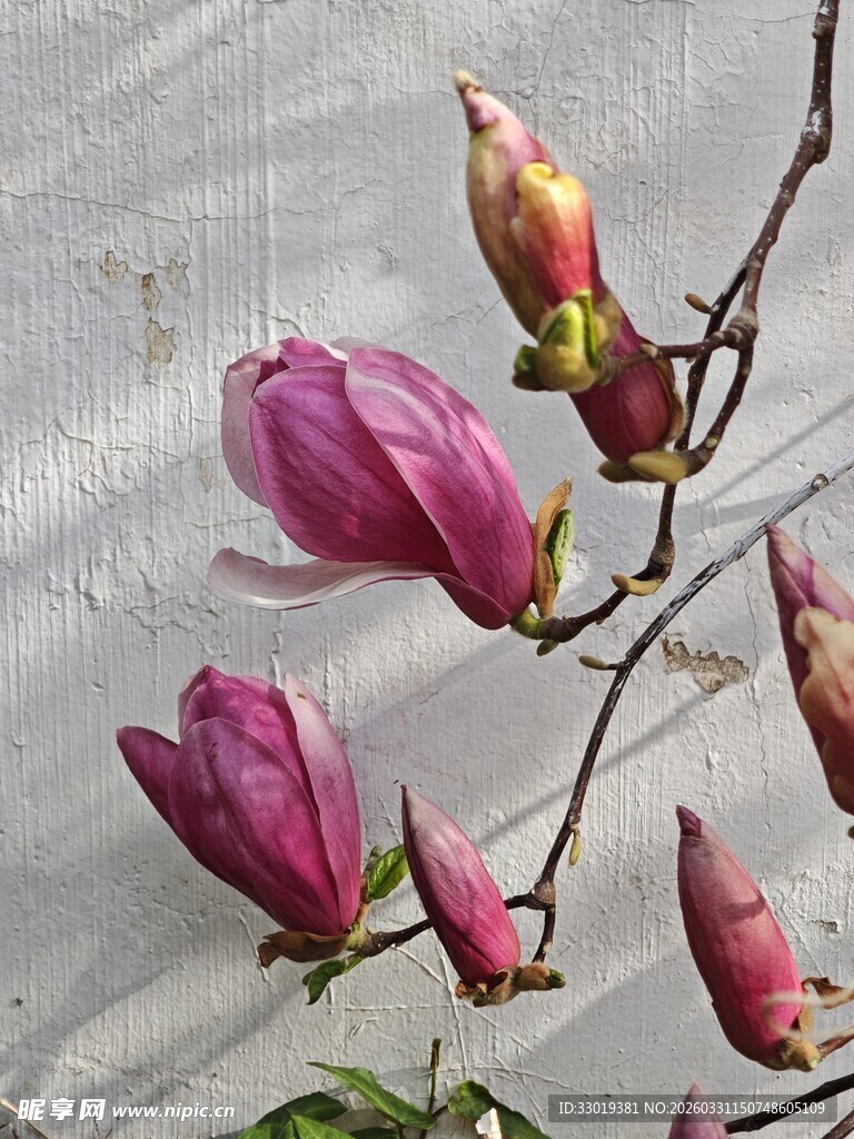 绽放的紫玉兰花朵