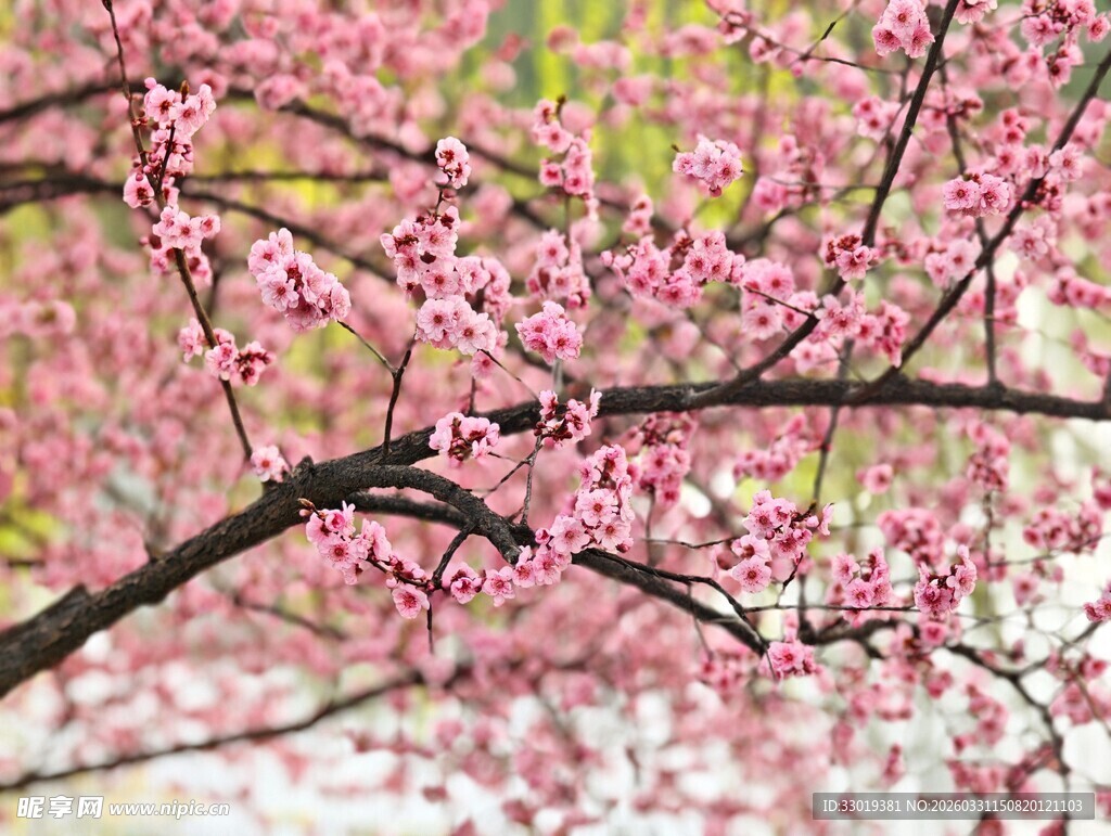 枝头粉嫩樱花绽放