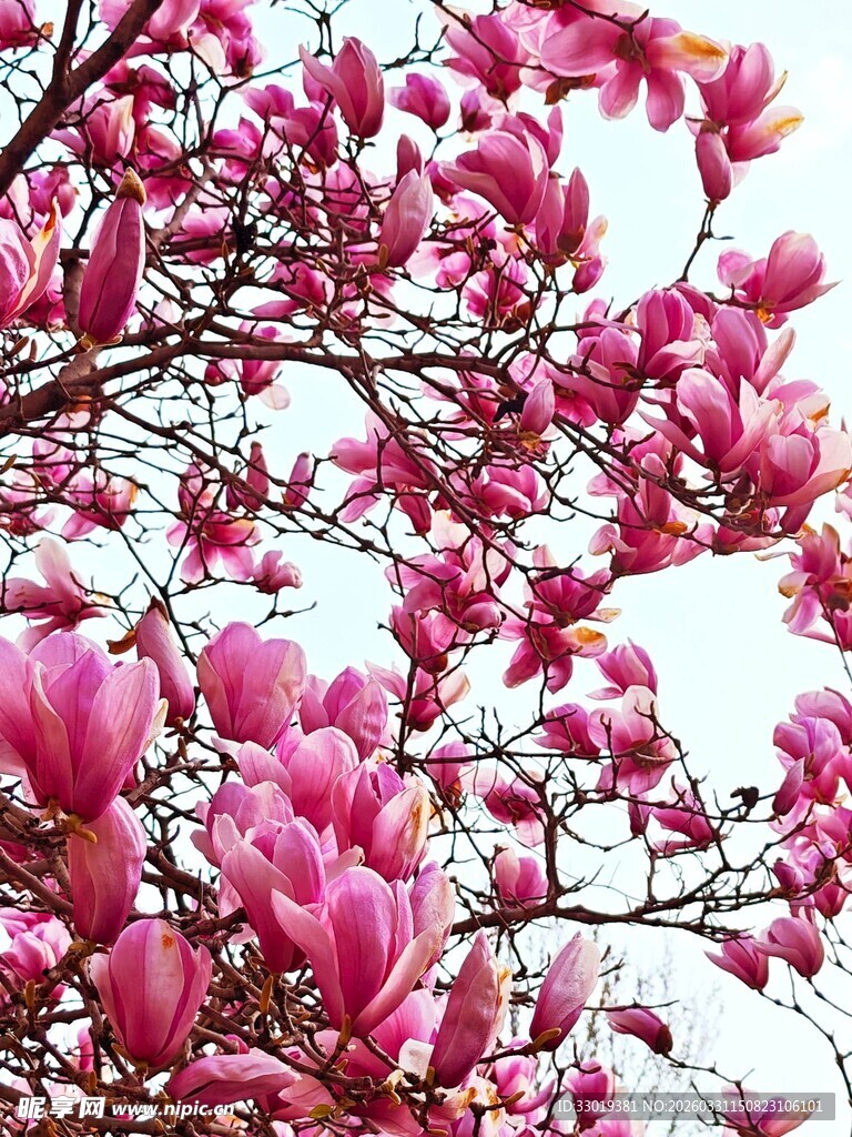 盛开的粉色玉兰花