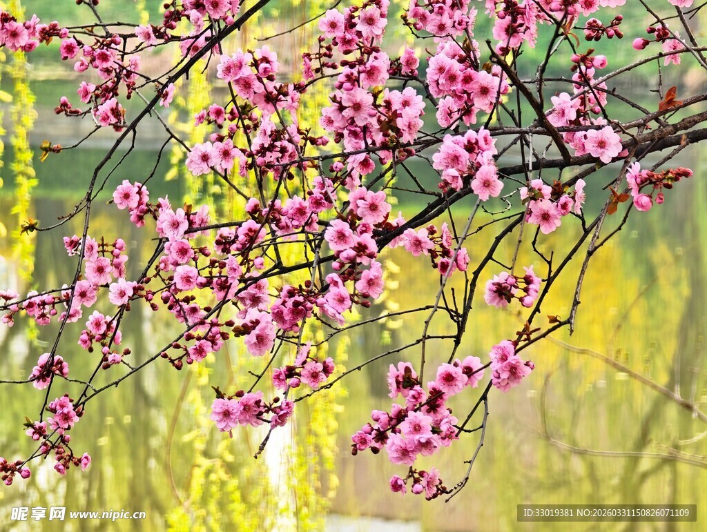 春日繁花绽放枝头