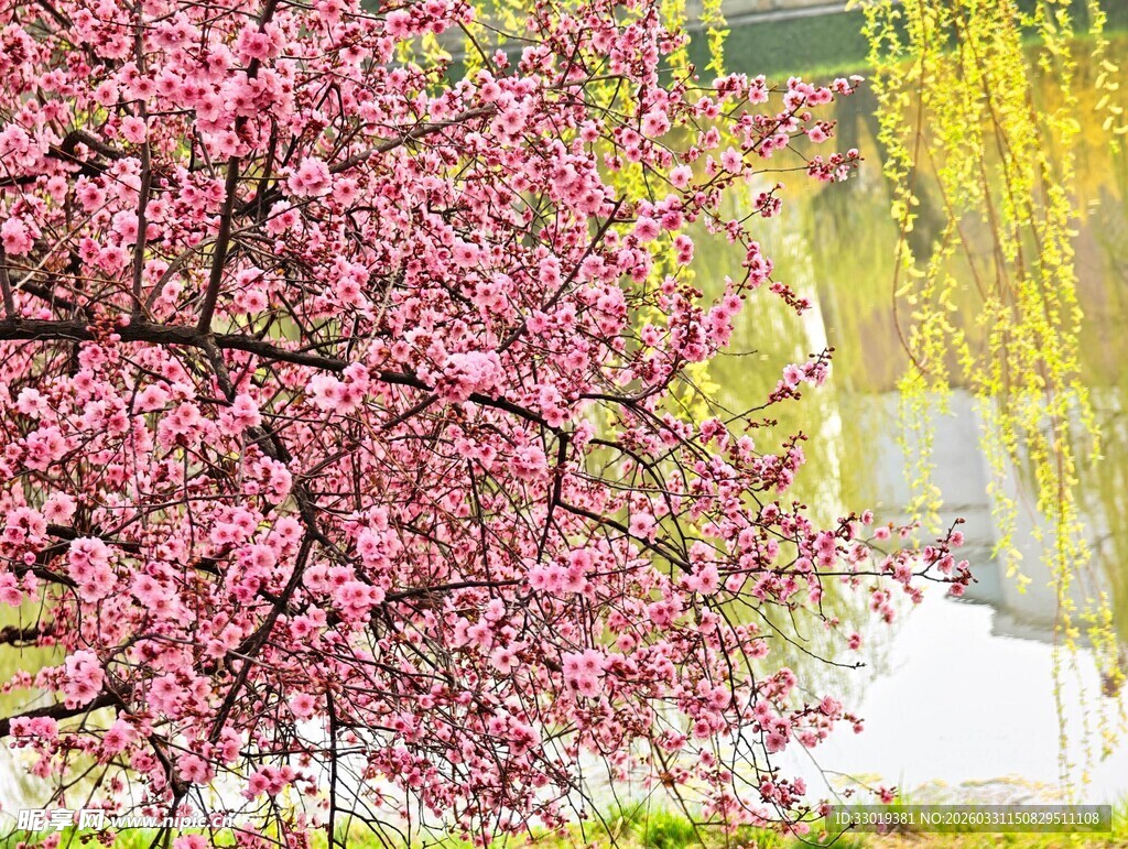 春日繁花绽放的美好景象