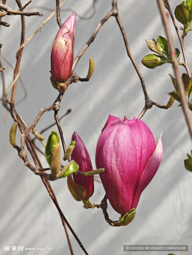 玉兰花绽放枝头