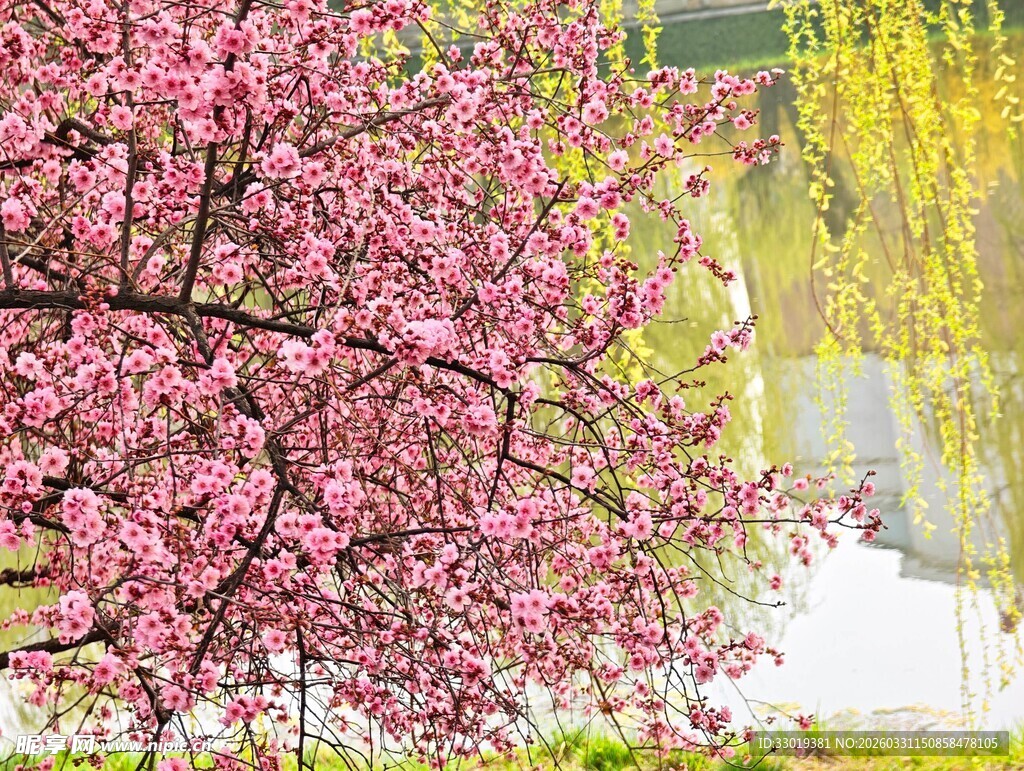 春日繁花绽放的烂漫景致