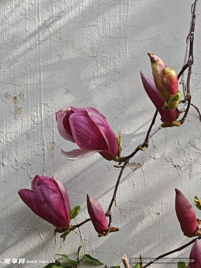 紫玉兰绽放枝头