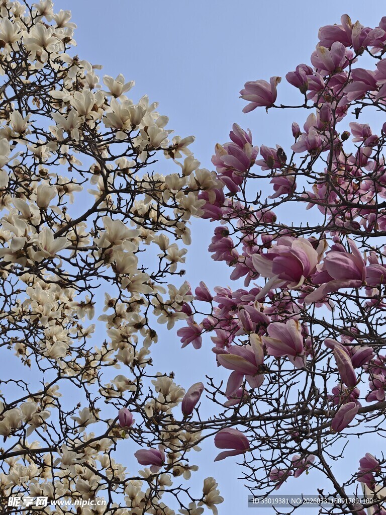 春日绽放的双色玉兰花