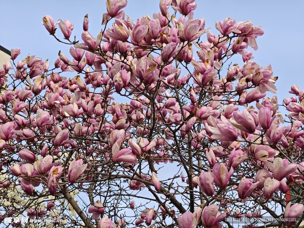 盛开的粉色玉兰花树