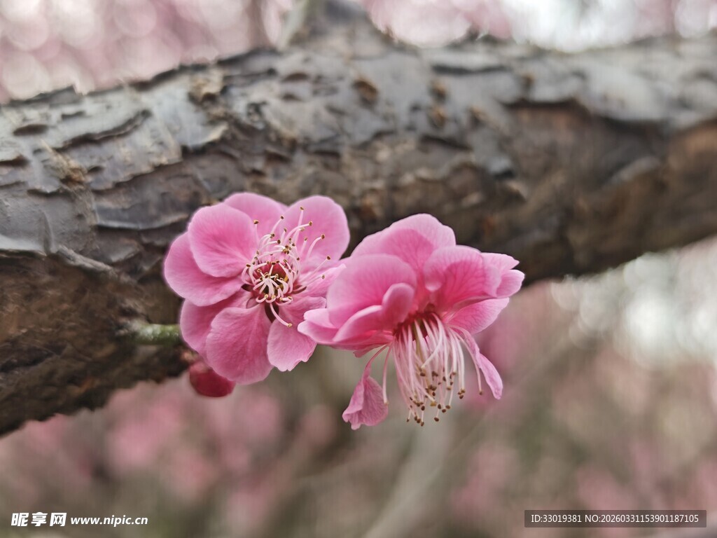 枝头绽放的娇艳粉色梅花