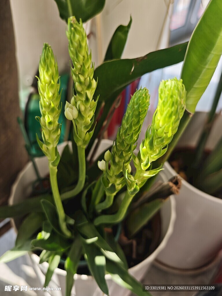 室内绿植生机勃勃的景象