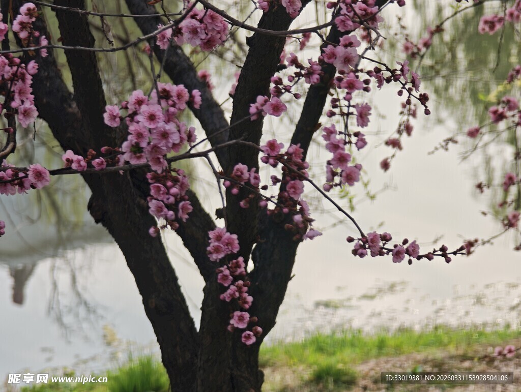 枝头绽放的粉嫩花朵