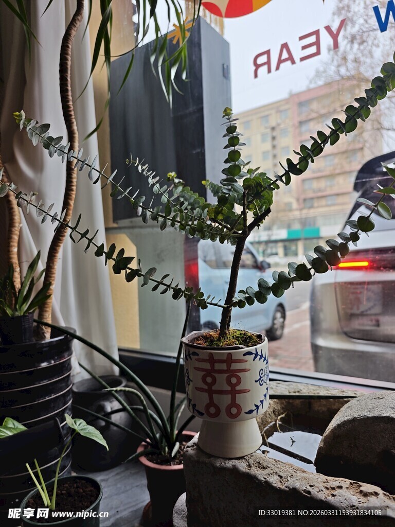 窗边绿植盆栽  清新小景