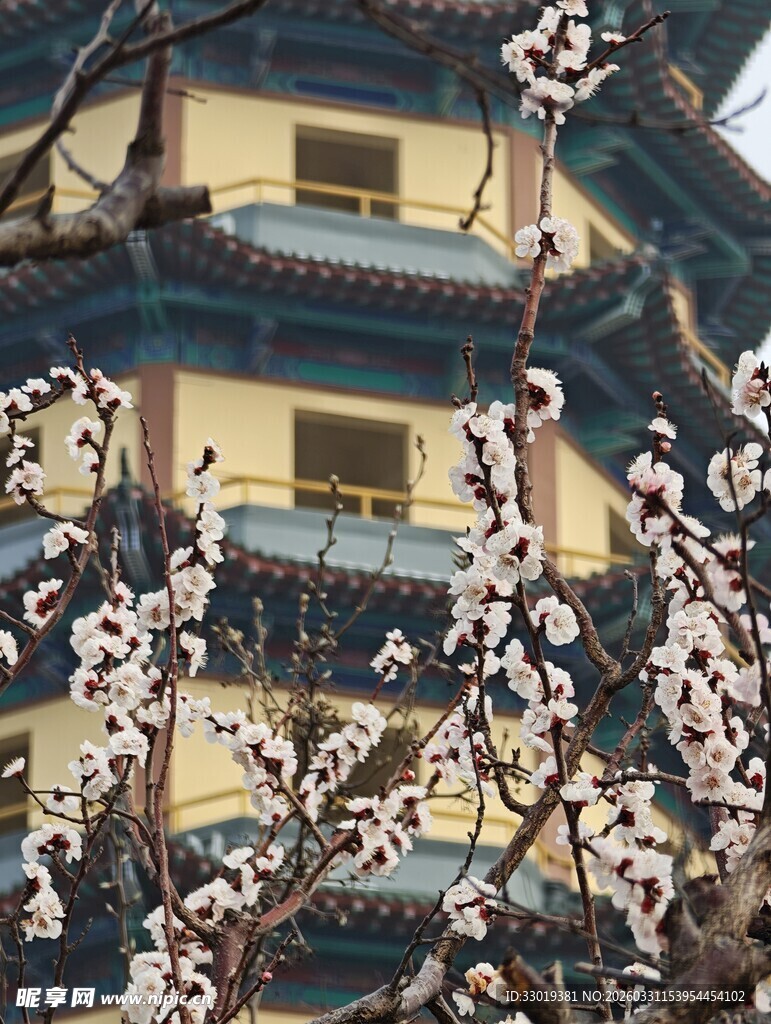 古楼前繁花盛开