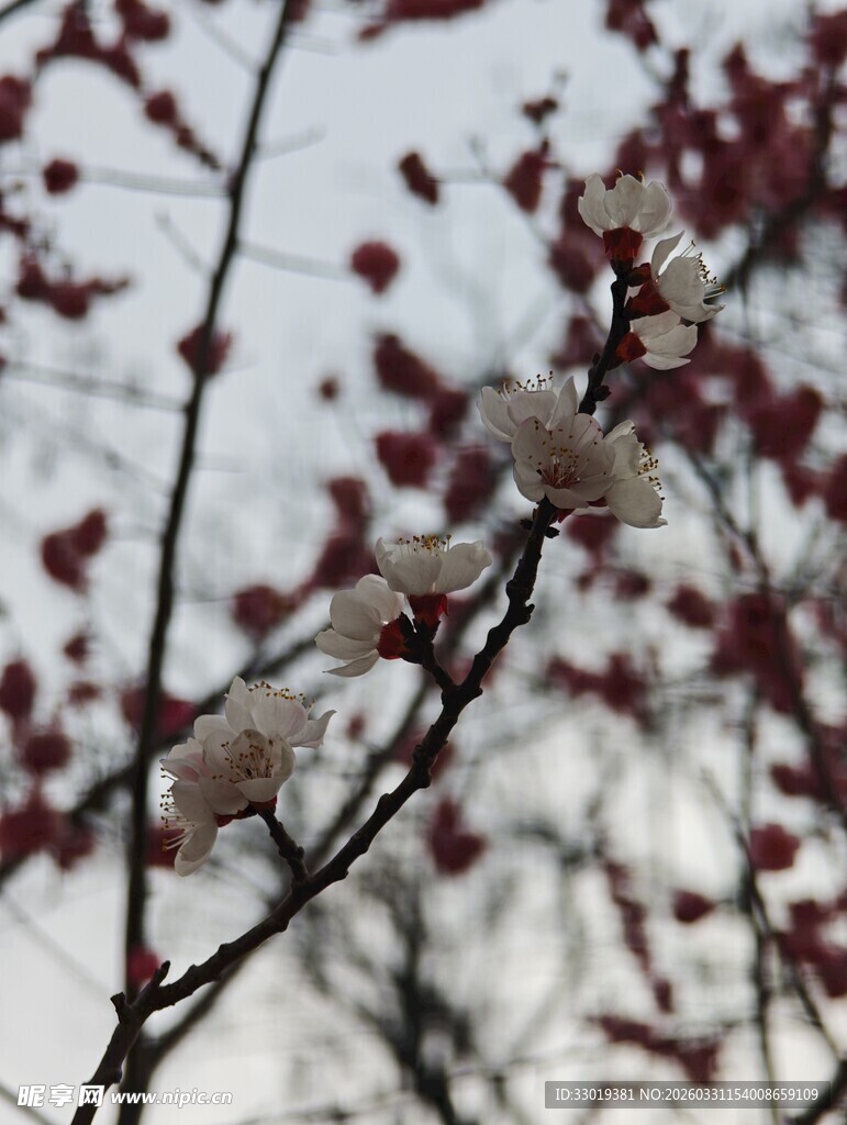 枝头白花与红果相映成趣