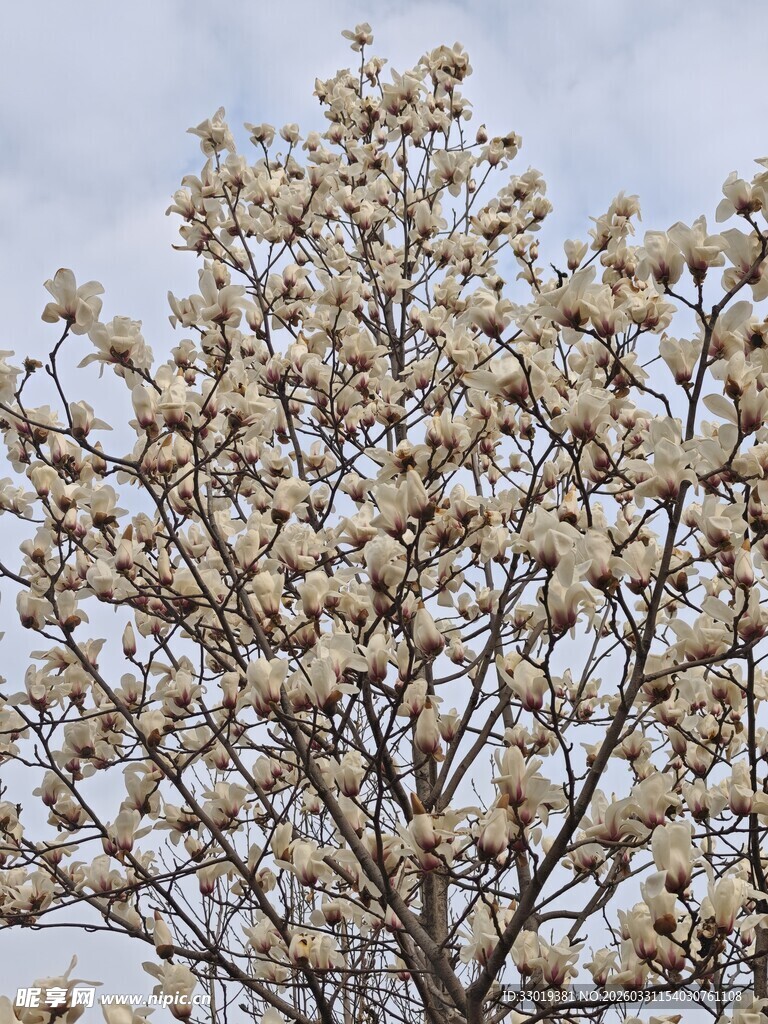 盛开的白玉兰树