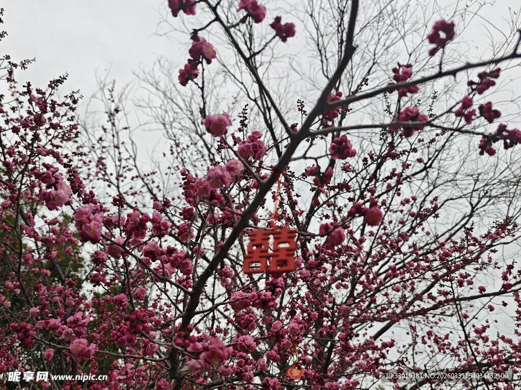 枝头绽放的艳丽红花朵