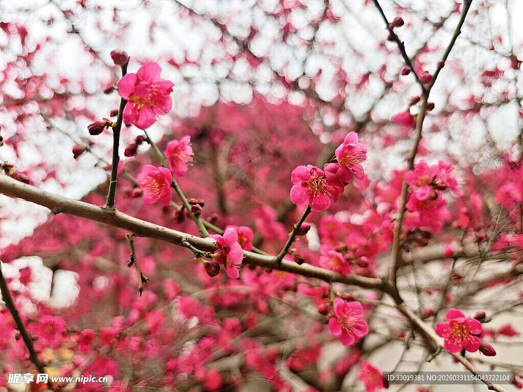盛开的粉色梅花枝头