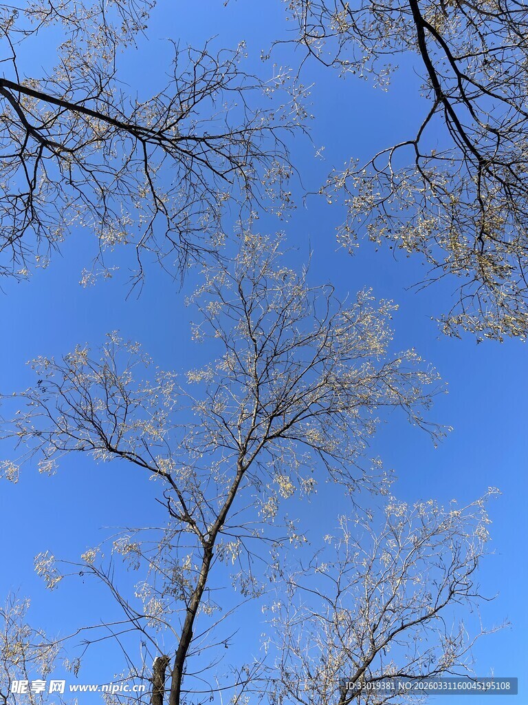 蓝天映衬下的光秃树枝