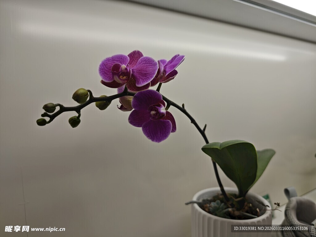 紫色蝴蝶兰盆栽特写
