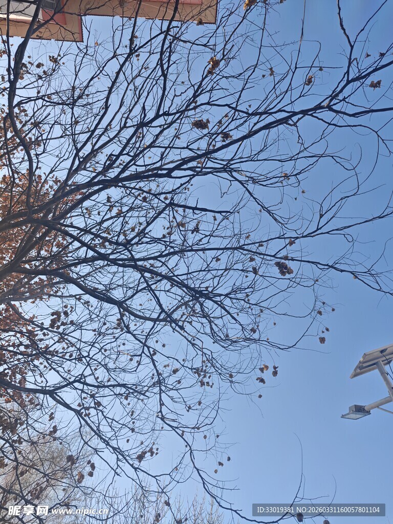 仰视光秃树枝与蓝天